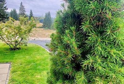 APARTAMENT DE VACANTA - POIANA BRASOV - 1