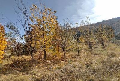 Teren Intravilan Bunloc - 14