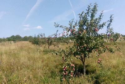 Teren de 80000 mp, în Sântimbru - 3