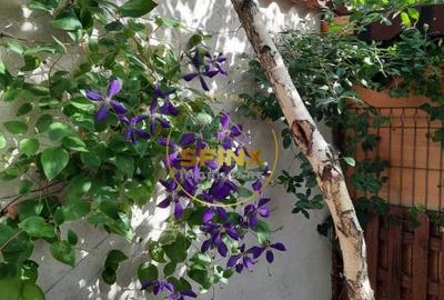 Casă individuală cu 5 camere cu Canalizare în Giulești - 33