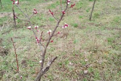 Teren de 3000 mp, în Călărași - 7