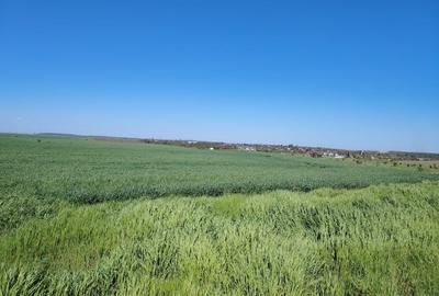 Teren agricol extravilan de 40000 mp, în Central - 3