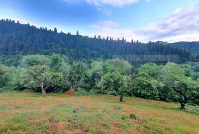 Teren intravilan, 31 ari, Ilva Mica, zona montana - 5