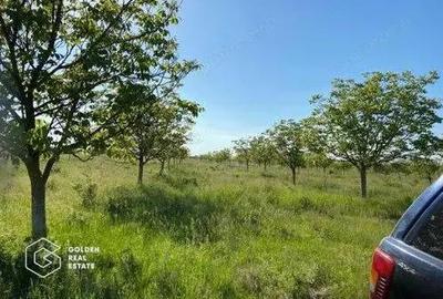 Teren de 500000 mp, în Bazoș - 2