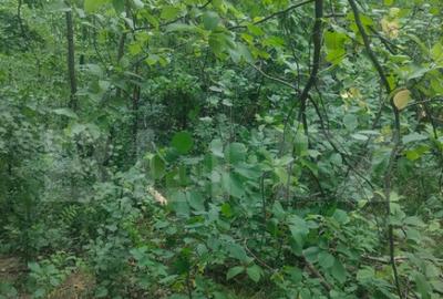 Teren intravilan, 5857 mp, Baltati, Horodnicu de Sus - 6