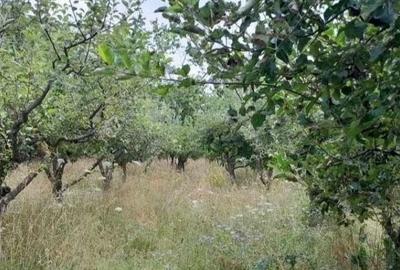 Spațiu comercial, în Filioara - 4