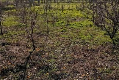 Calarasi, comuna Soldanu - 7