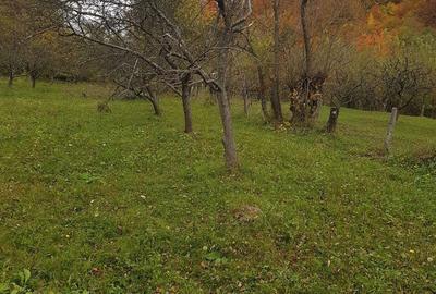 Teren de 3560 mp, în Mușătești - 3