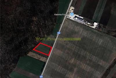 Dascalu, Ilfov, 2 ha teren de vanzare - 3