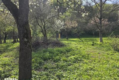 Casă cu 3 camere cu Teren 3748 Mp în Nădrag - 6