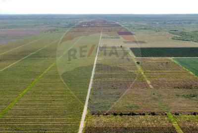 Oportunitate vie 54 ha la DN E85 - 6