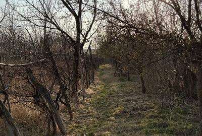 Teren Construcții intravilan de 5000 mp, în Sirețel - 6