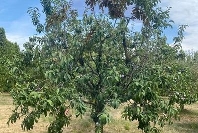 DE VANZARE Vila de vacanta in Pucioasa /Dambovita - 46