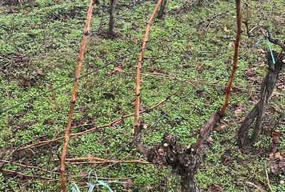 Spațiu comercial, în Ceptura