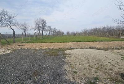 Casă cu Teren 1667 Mp în Alioș - 6