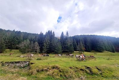 Teren intravilan panoramic 4.600mp,view iconic Piatra Craiul - 2
