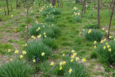 Casă cu 4 camere cu Teren 2000 Mp în Bujoreni - 10