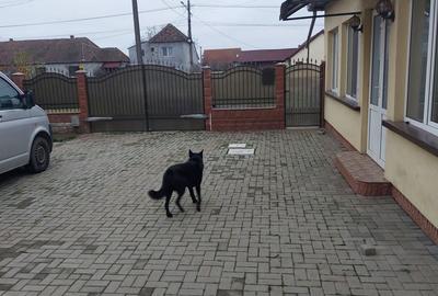 Casă cu 4 camere în Frumușeni - 4