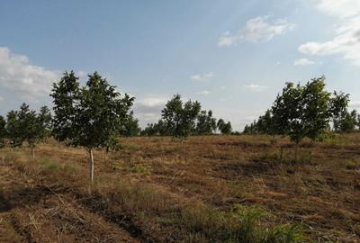 Teren de 49178 mp, în Slobozia Conachi - 4