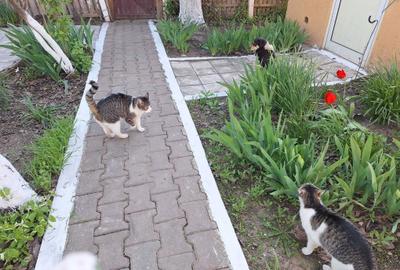 Casă cu 3 camere în Mircea Vodă - 5