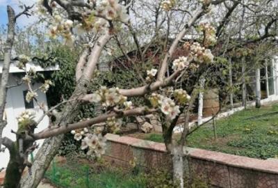 Casă individuală cu 3 camere cu Teren 1400 Mp în Corbu - 14