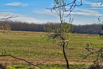 Teren de vanzare Snagov - 9