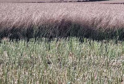 Vanzare Teren intravilan 10000mp Balaceanca - 8