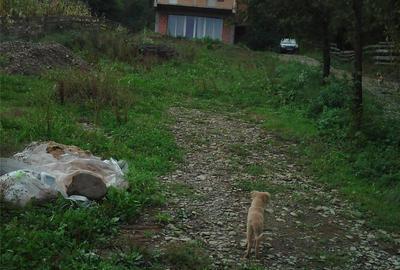 Casă cu 12 camere cu Teren 958 Mp în Homorâciu - 2