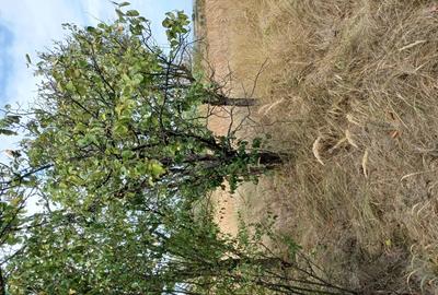 Casă cu 2 camere cu Teren 3100 Mp în Diculești - 3