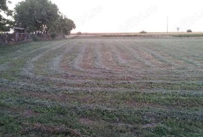 Teren de 8400 mp, în Cărpiniș - 1