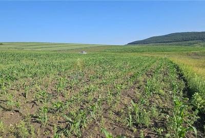 Teren Construcții intravilan de 5800 mp, în Suceagu - 3