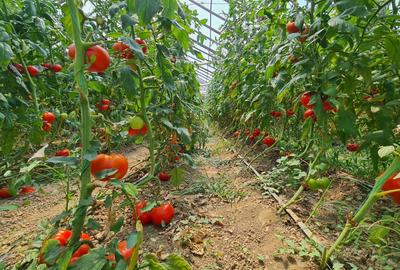 Afacere la cheie! Incasari din prima zi!!! - 3