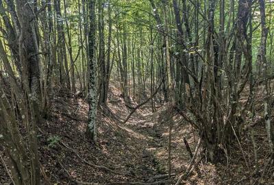 Teren de 35000 mp, în Borod - 3