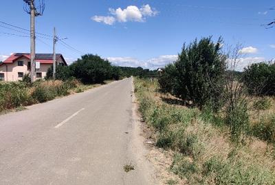 Teren, Pădurea Scrovistea - 3