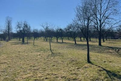 Teren în Satu Nou de Sus - 2