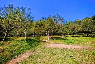 CASA si 2393 mp TEREN INTRAVILAN, Muntii Apuseni, NEGRENI - CLUJ la 1 km de E60 - 14