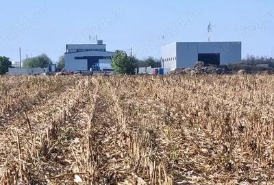 Teren de 8000 mp, în Măgurele - 2