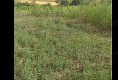 Teren de 3750 mp, în Husasău de Tinca - 9