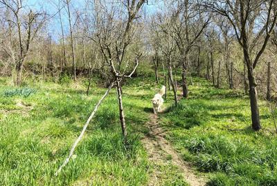 Casă cu 2 camere în Zagăr - 6