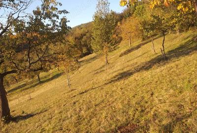 Teren de 2000 mp, în Brusturi - 8