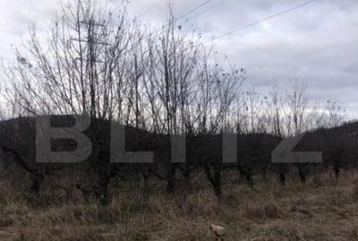 Teren intravilan, 1037 mp, Viforata - 1