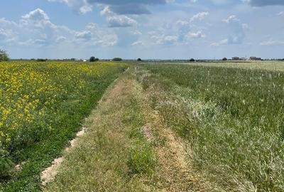 Teren agricol extravilan de 5024 mp, în Berceni - 2