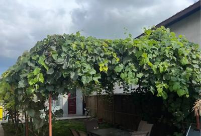 Casă cu 4 camere cu Teren 459 Mp în Lumina - 11