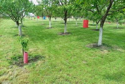 Casă cu 3 camere în Bencecu de Sus - 5