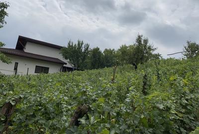 Teren 1000mp(impartit in 2 loturi) deschidere 28m Blejoi,vedere superba - 2