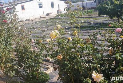 Casă cu 5 camere cu Teren 6000 Mp în Topraisar - 7