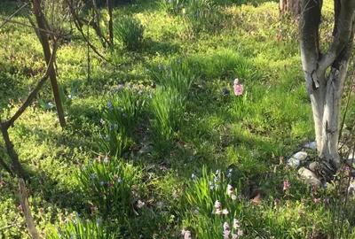 Casă cu 3 camere în Plătărești - 3