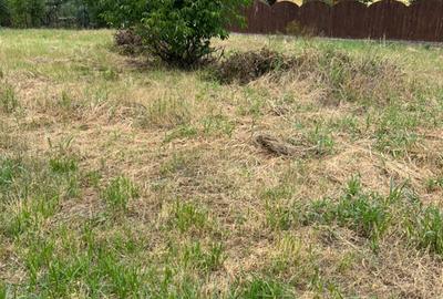 Teren intravilan 800 m Patriarh Iustinian Marina - 2