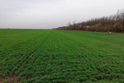 Teren agricol extravilan de 10000 mp, în Afumați - 4