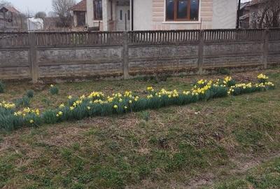 Casă cu 3 camere cu Teren 5000 Mp în Valea Vinului